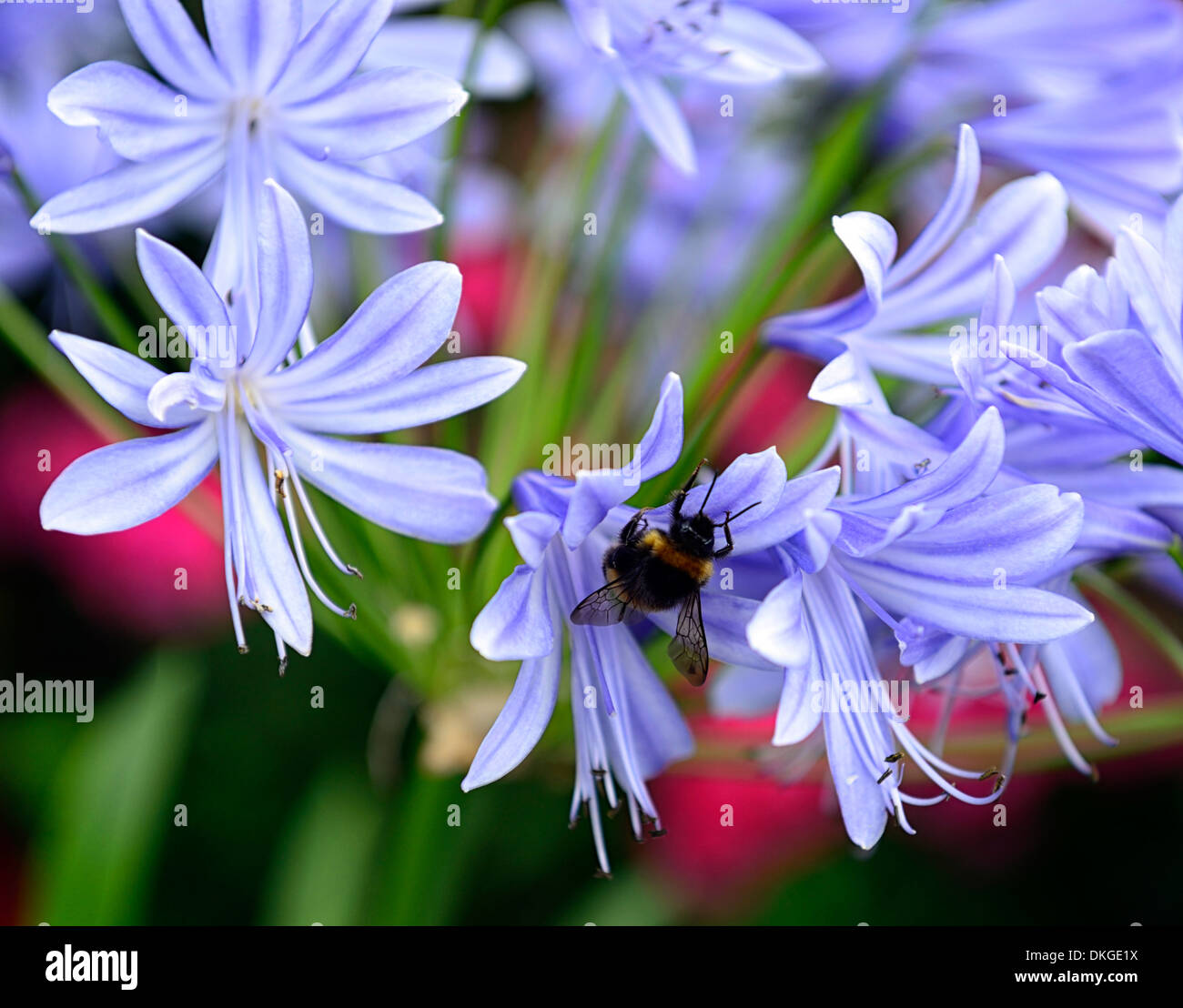 agapanthus africanus light blue african lily plant portraits flowers flowering perennials bloom