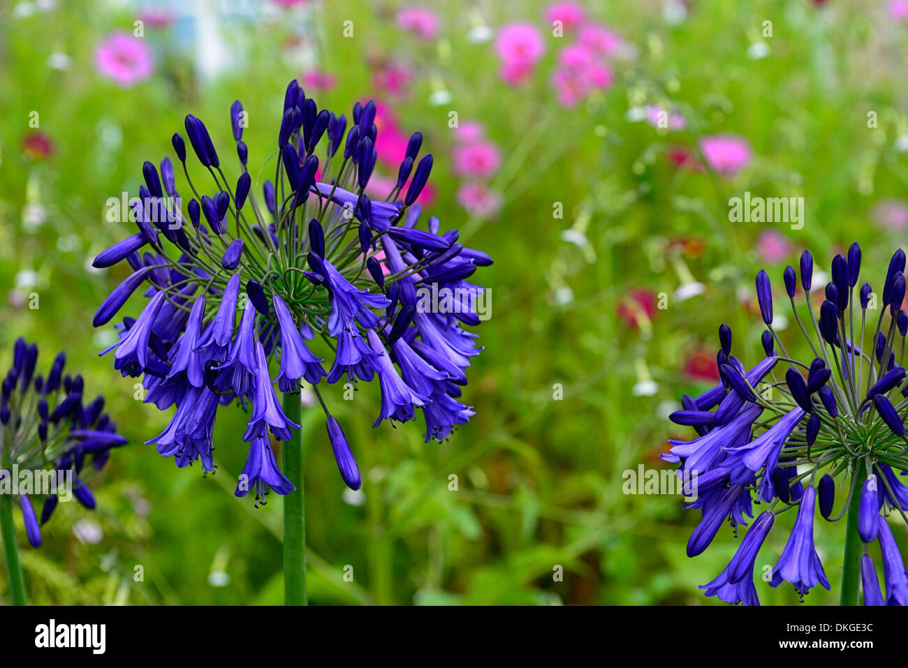 agapanthus africanus Purple Cloud african lily plant portraits flowers flowering perennials purple blue bloom blooming Stock Photo