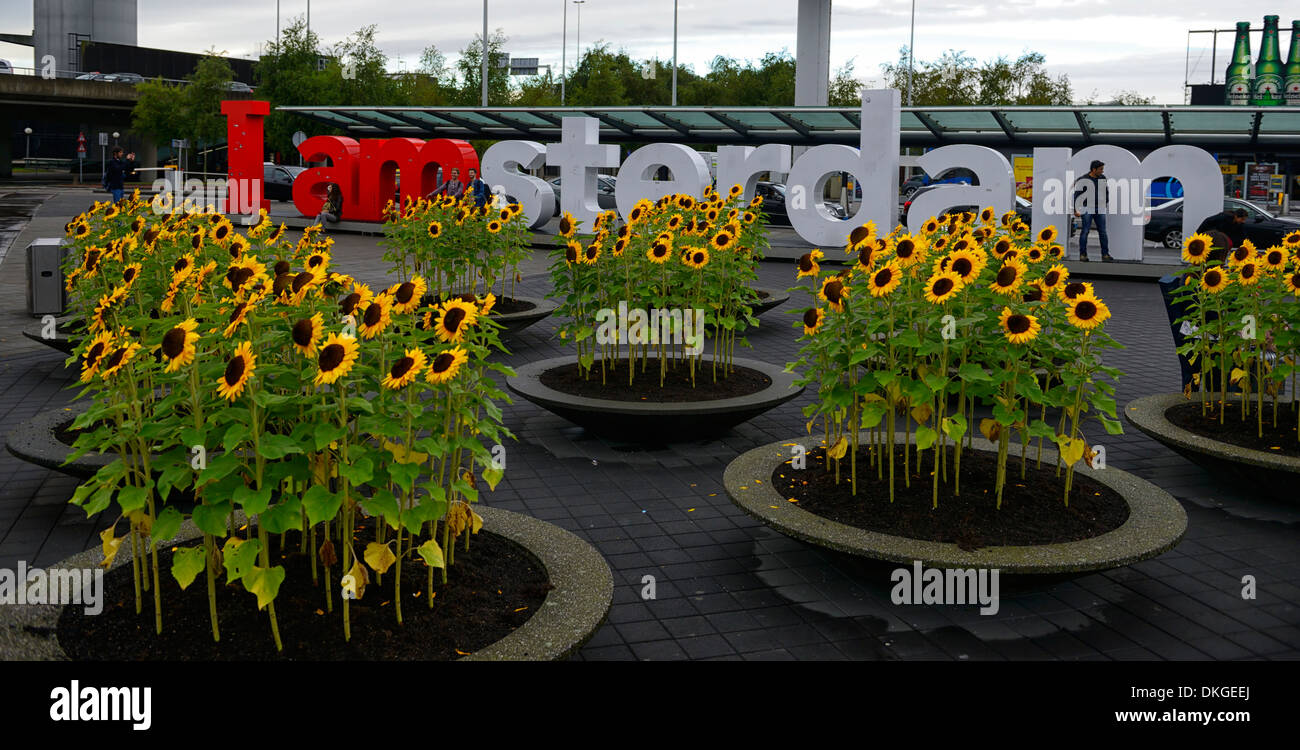 sunflowers growing in concrete pots containers amsterdam airport