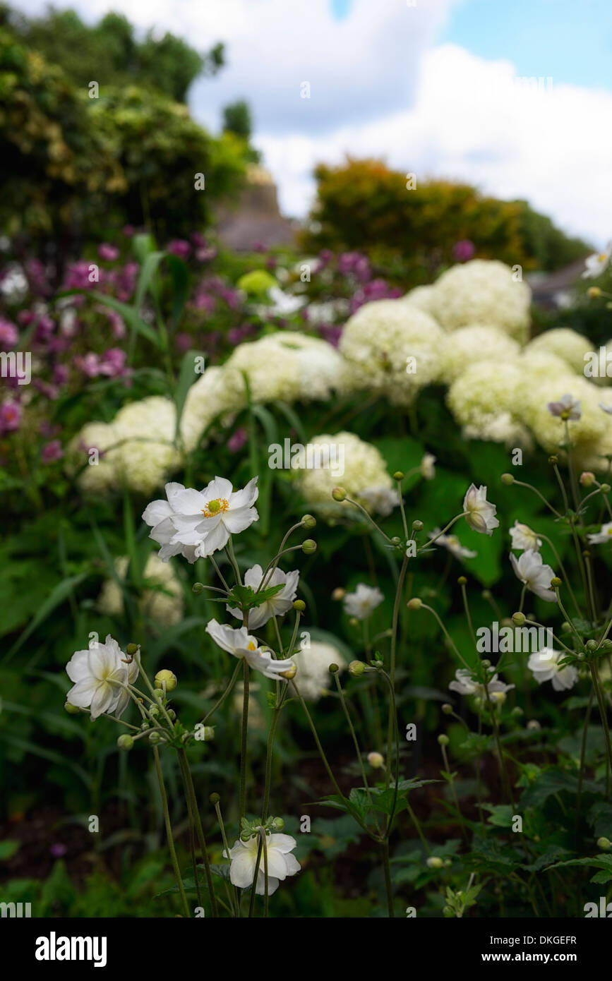 anemone honorine joubert hydrangea annabelle mix mixed border plant planting scheme white Stock Photo