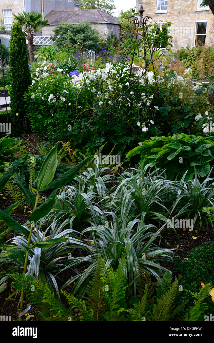 astelia silver spear mix mixed herbaceous beds borders plant planting scheme thr dillon garden dublin Stock Photo