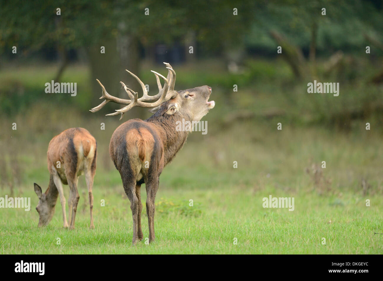 Red deer (Cervus elaphus) male roaring at the edge of the woods Stock Photo