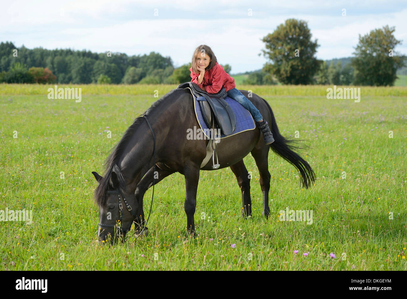Girl on an Arabian Haflinger on a meadow Stock Photo