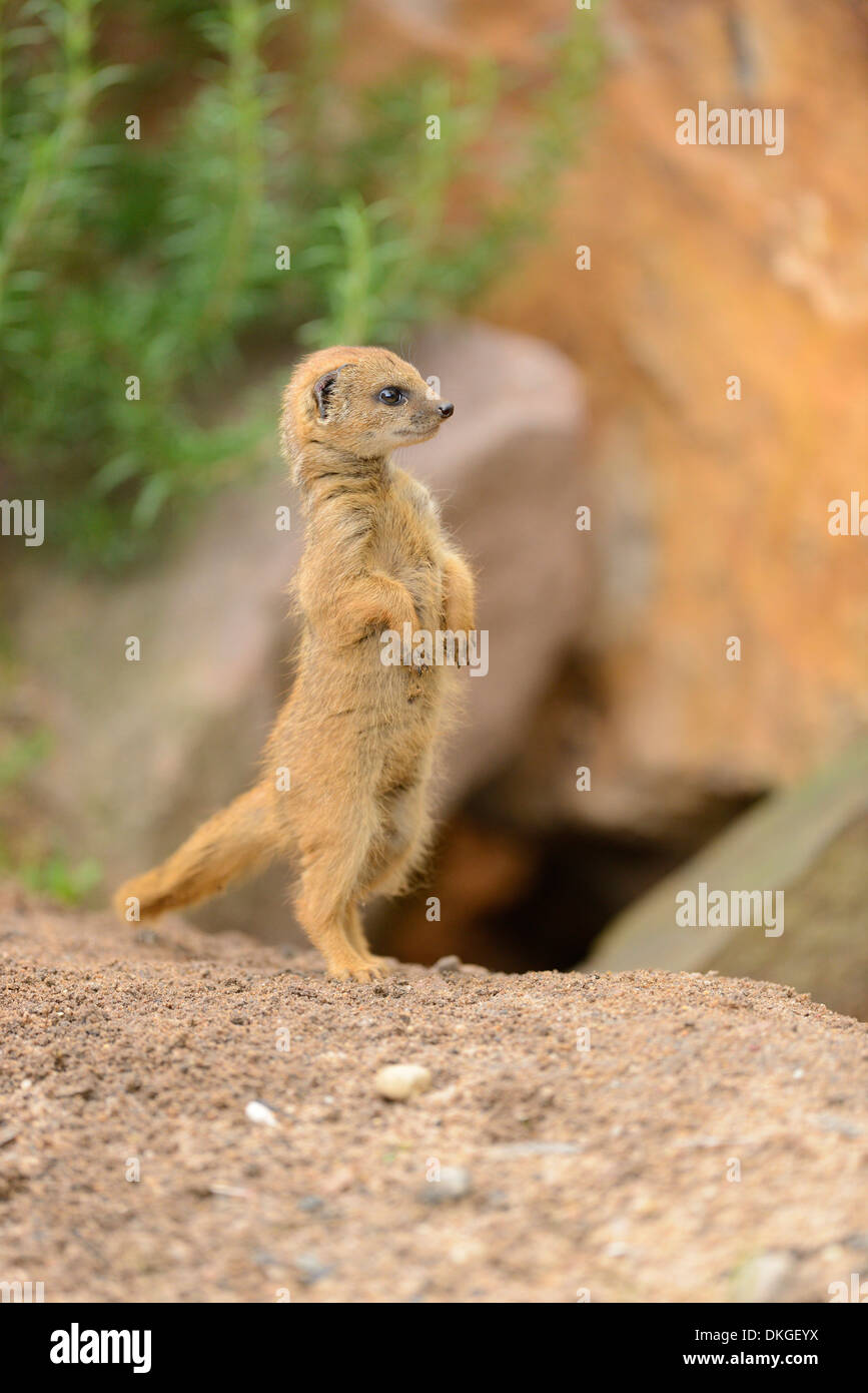 Yellow Mongoose Cynictis Penicillata Baby Stock Photo Alamy Yellow Mongoose Cynictis Penicillata Baby Stock Photo Alamy