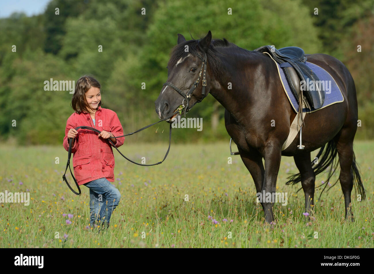 Girl with an Arabian Haflinger on a meadow Stock Photo