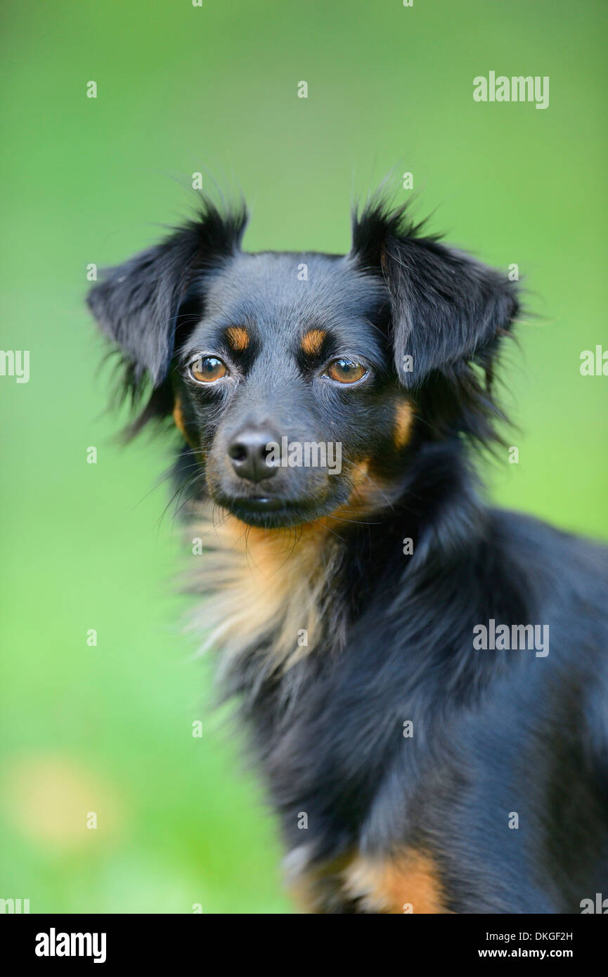 Mixed-breed dog, portrait Stock Photo