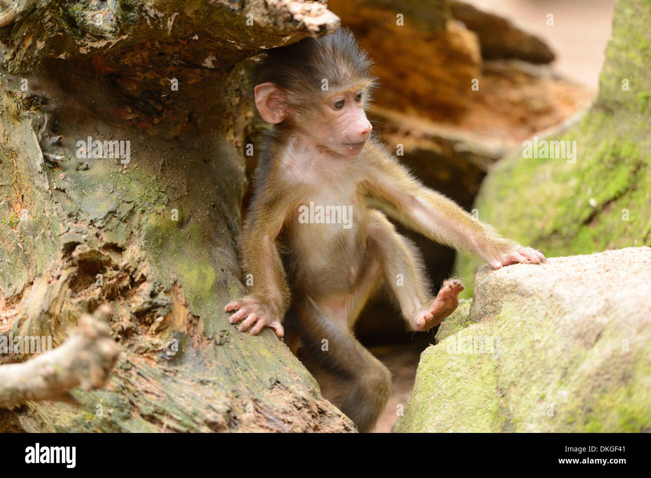 Guinea baboon (Papio papio) youngster Stock Photo