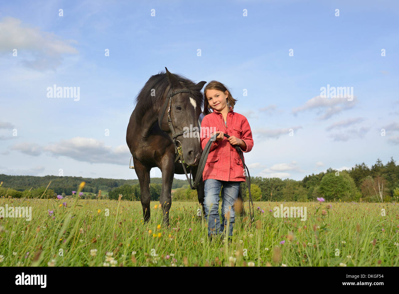 Girl standing with an Arabian Haflinger on a meadow Stock Photo