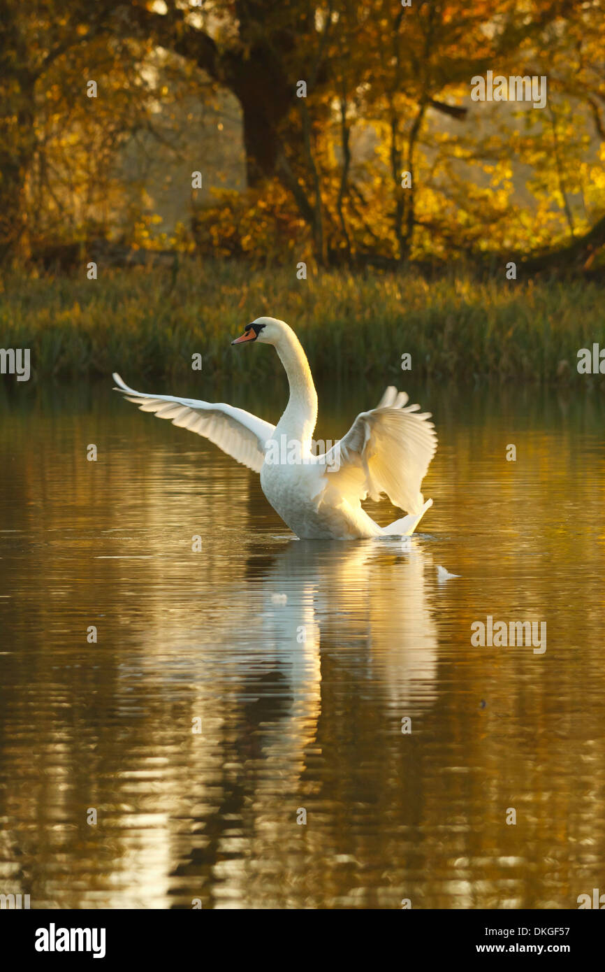 Mute swan at golden hour Stock Photo