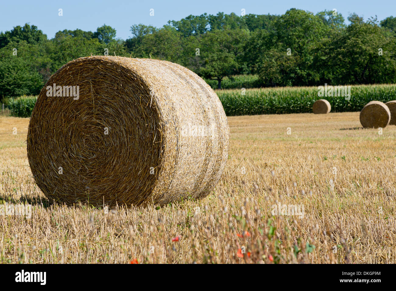 Bales of straw on a field, Bas-Rhin, Alsace, France, Europe Stock Photo