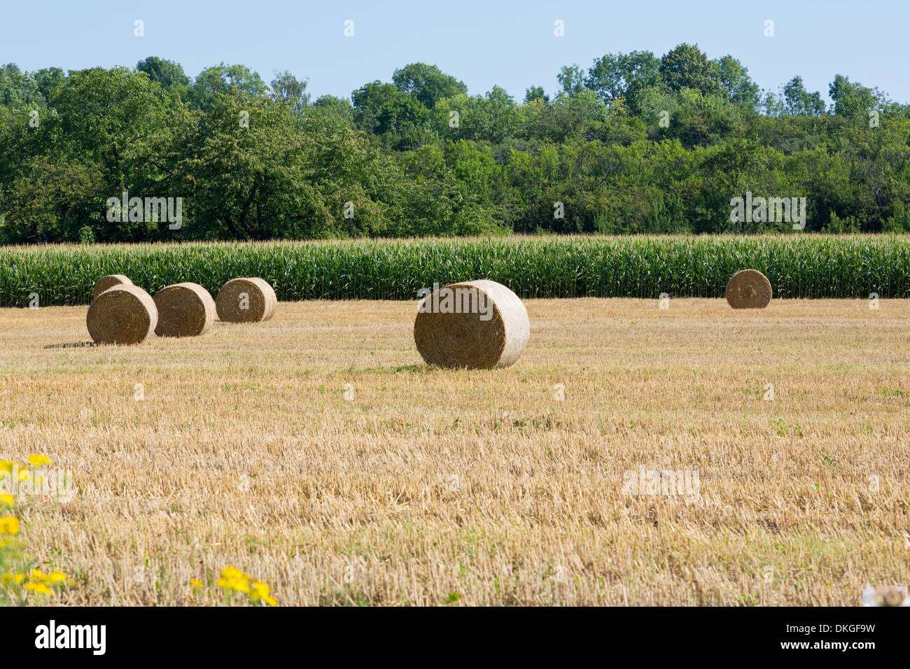 Bales of straw on a field, Bas-Rhin, Alsace, France, Europe Stock Photo
