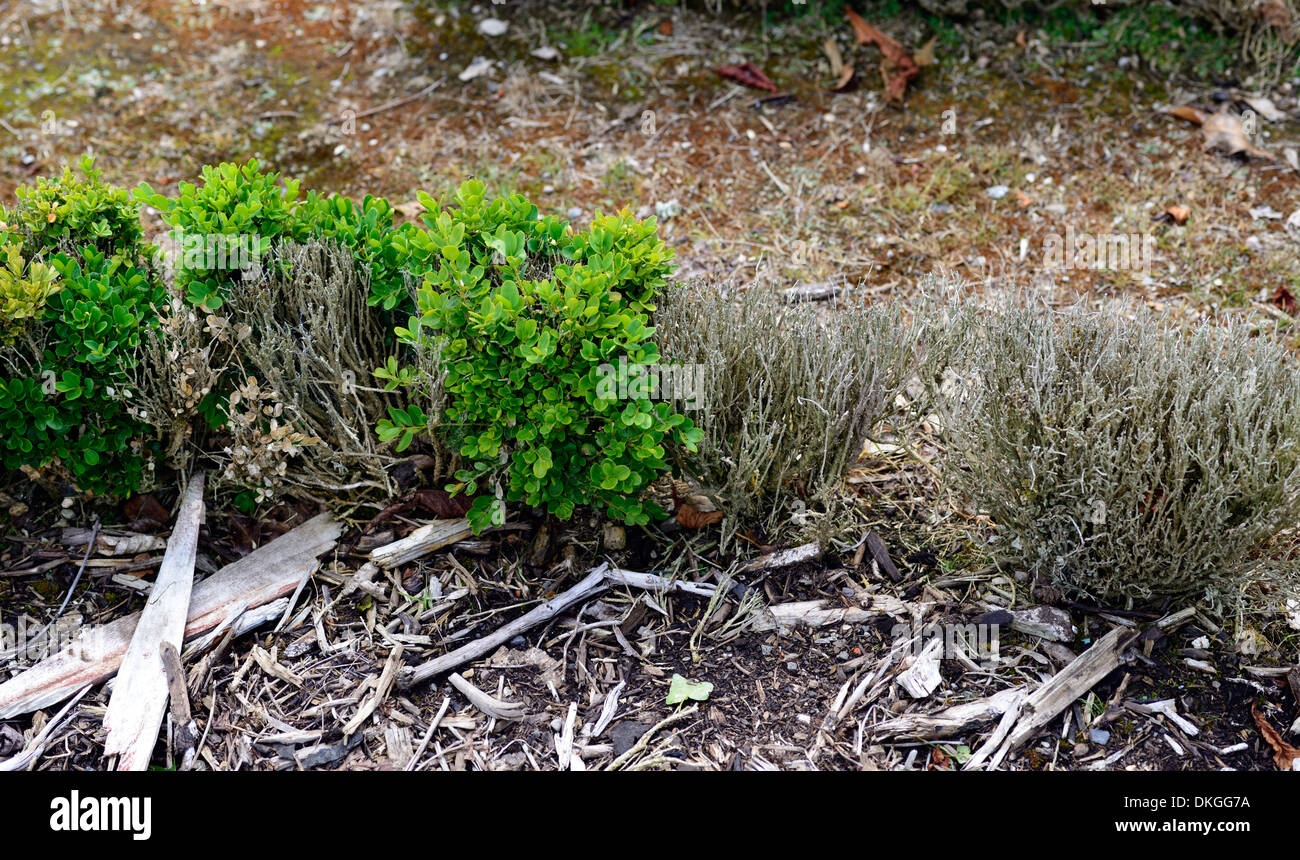 buxus box hedge damage damaged box blight evergreens shrubs hedges