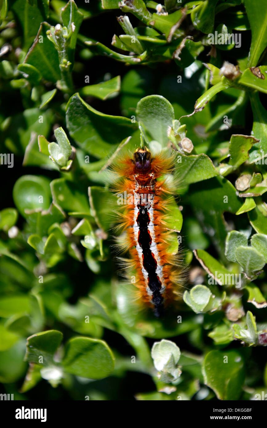 White Cedar Moth Caterpillar  Smarty Plants - Plants for Kids