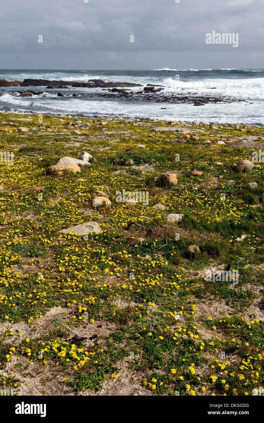 yellow wildflowers bloom blooming flowering cape point beach cape peninsula Stock Photo