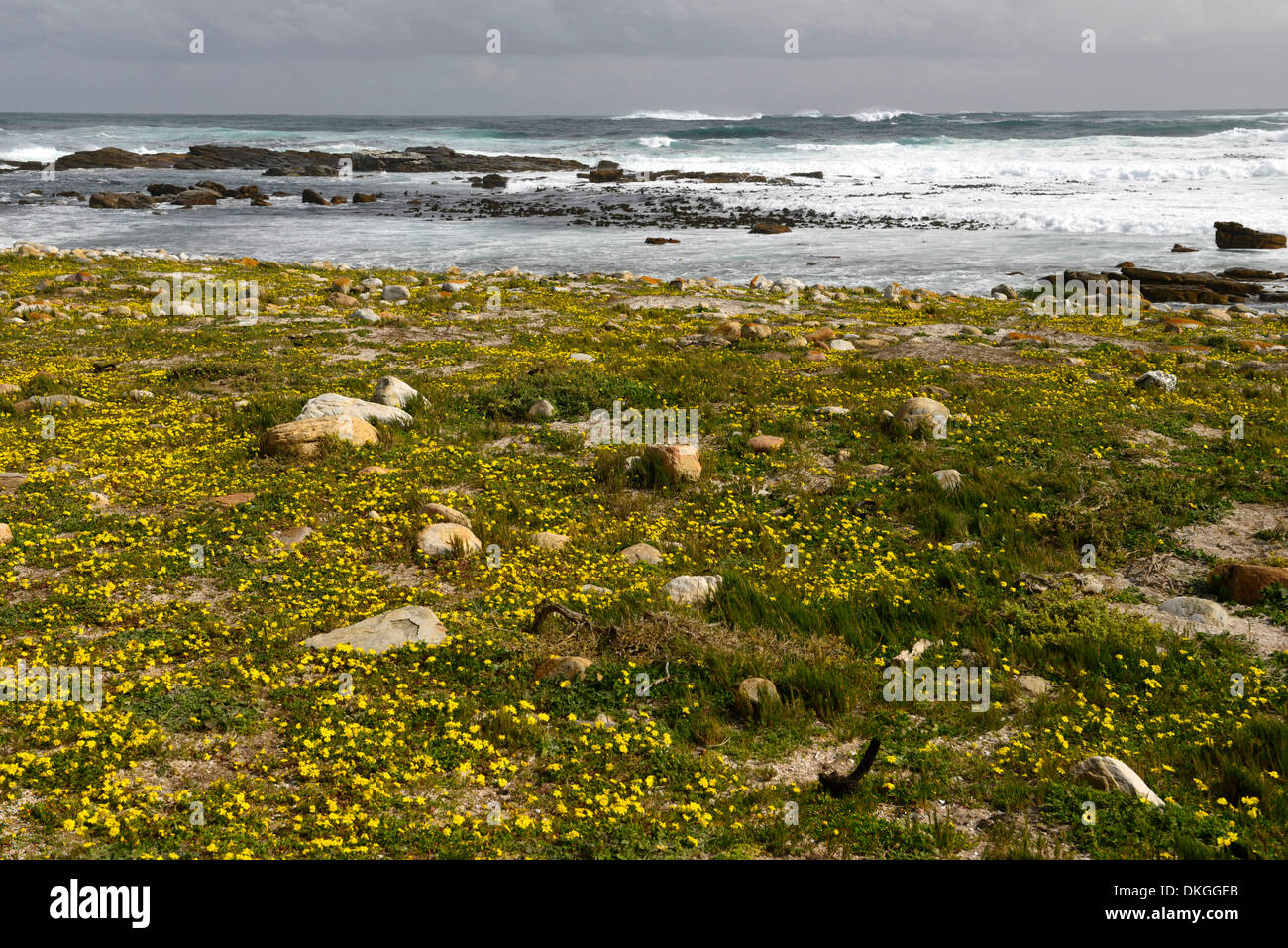 yellow wildflowers bloom blooming flowering cape point beach cape peninsula Stock Photo