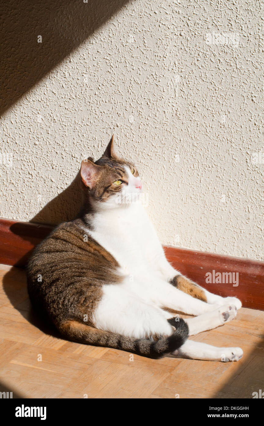 Tabby and white cat sunbathing. Stock Photo