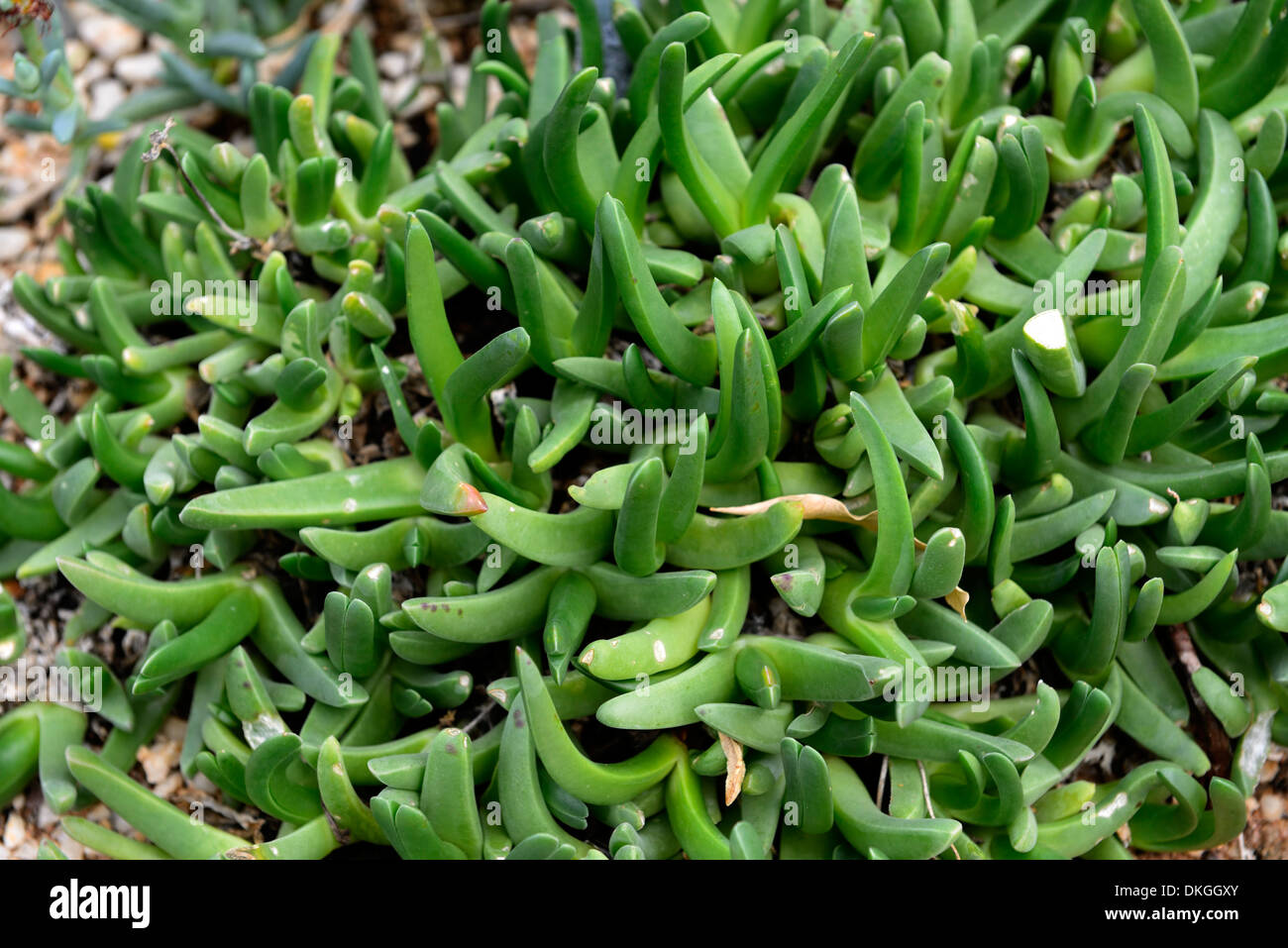 cephalophyllum spissum 3-Angled Finger Plant succulent Ice Plant Stock Photo