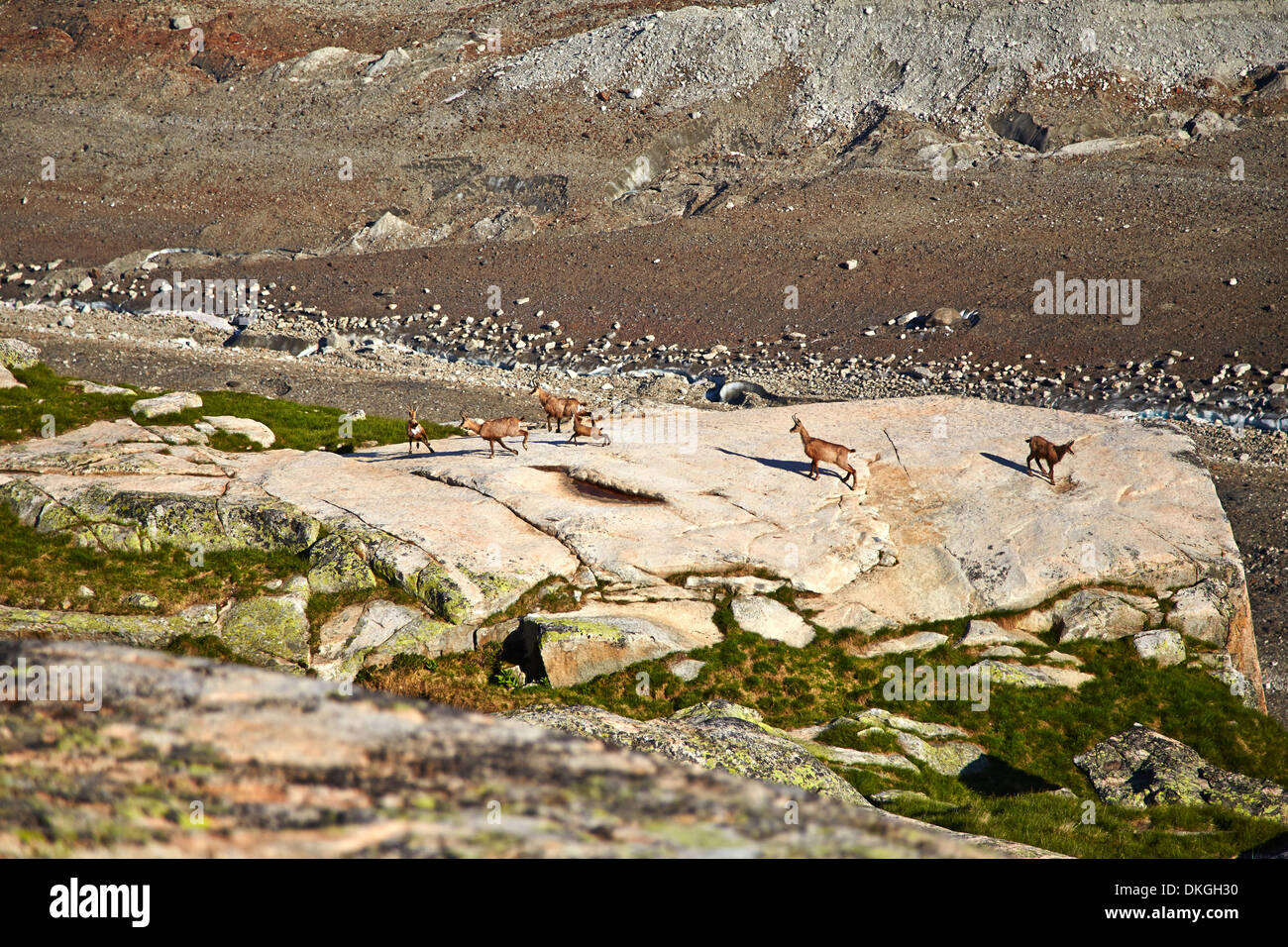 Chamois at the Salzlecke, Bernese Oberland, Switzerland Stock Photo