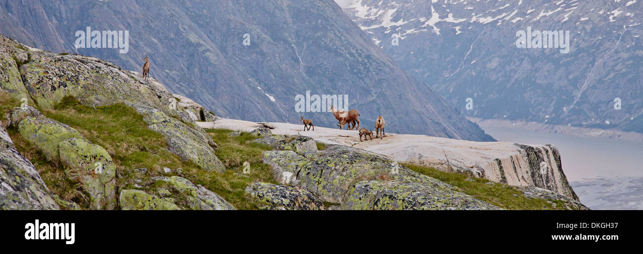 Chamois at the Salzlecke at Lake Grimsel, Bernese Oberland, Switzerland Stock Photo