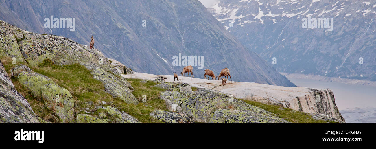 Chamois at the Salzlecke at Lake Grimsel, Bernese Oberland, Switzerland Stock Photo