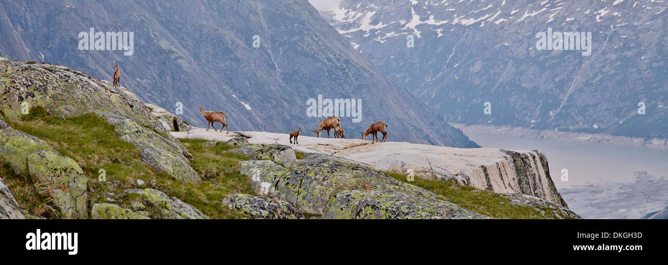 Chamois at the Salzlecke at Lake Grimsel, Bernese Oberland, Switzerland Stock Photo