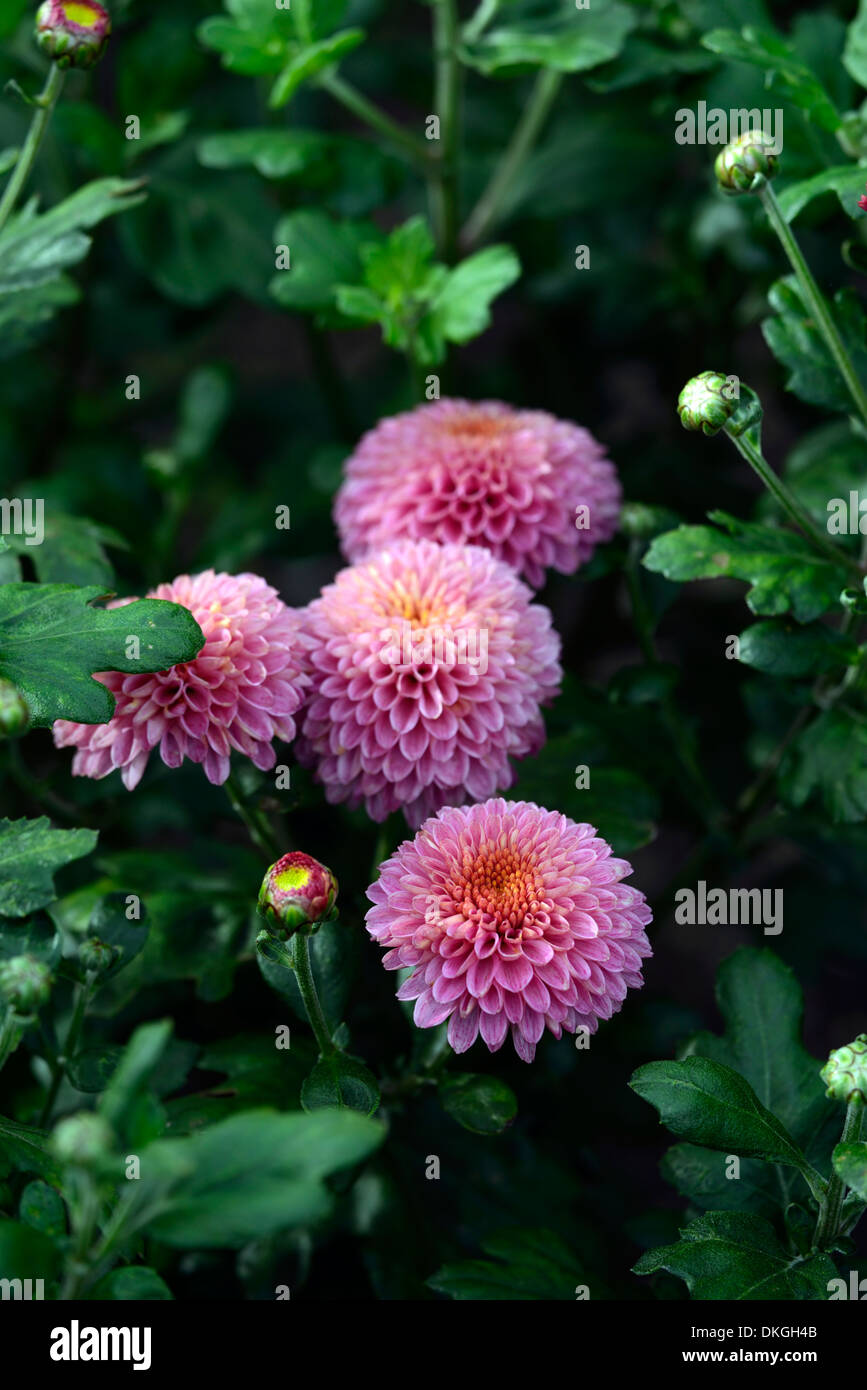 Chrysanthemum pink wingfield flowers blooms blossoms half hardy