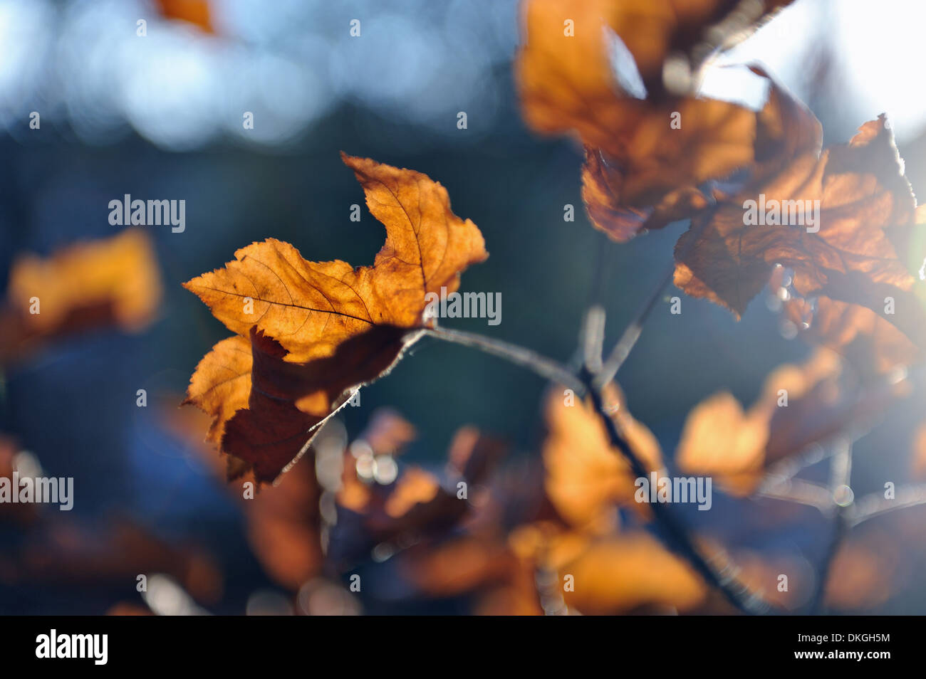 The sun shines on a tree lighting up colourful autumn leaves Stock ...