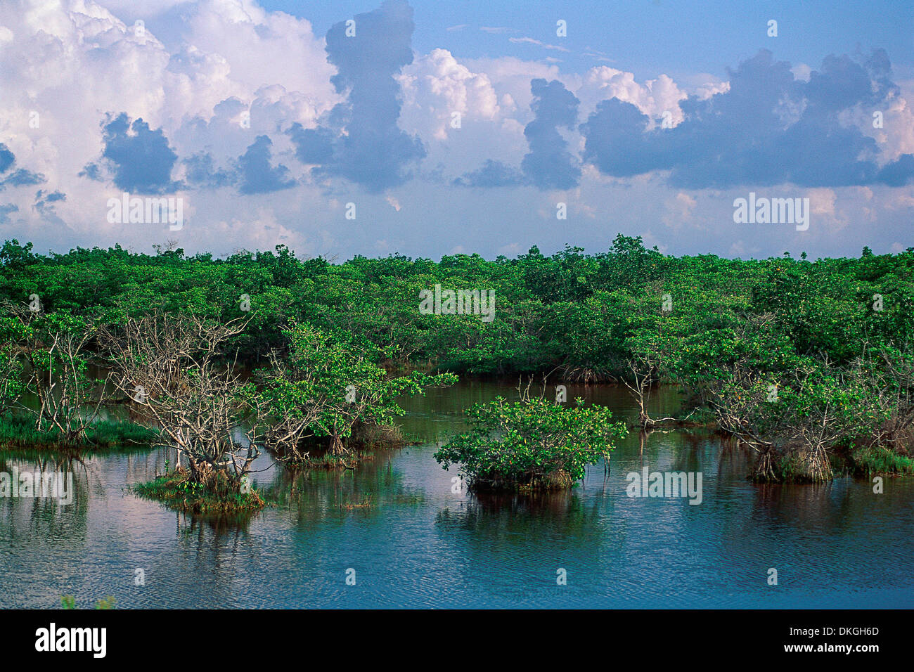 Mangroves in South Florida Stock Photo Alamy