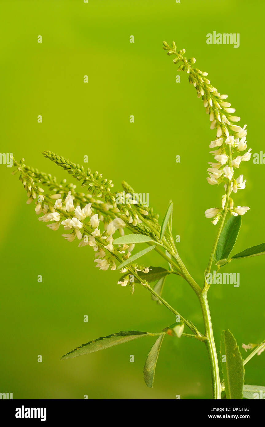 Sweet clover, Melilotus albus (Fabaceae), vertical portrait of white flowers with nice out of focus background. Stock Photo