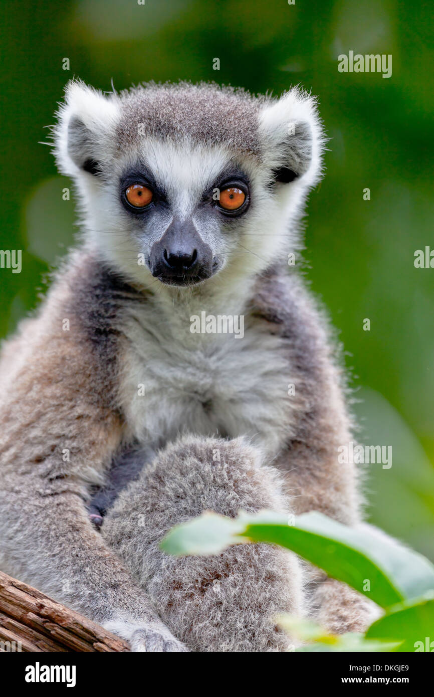 Beautiful specimen of Lemur of ring-shaped tail taking up a curious pose Stock Photo