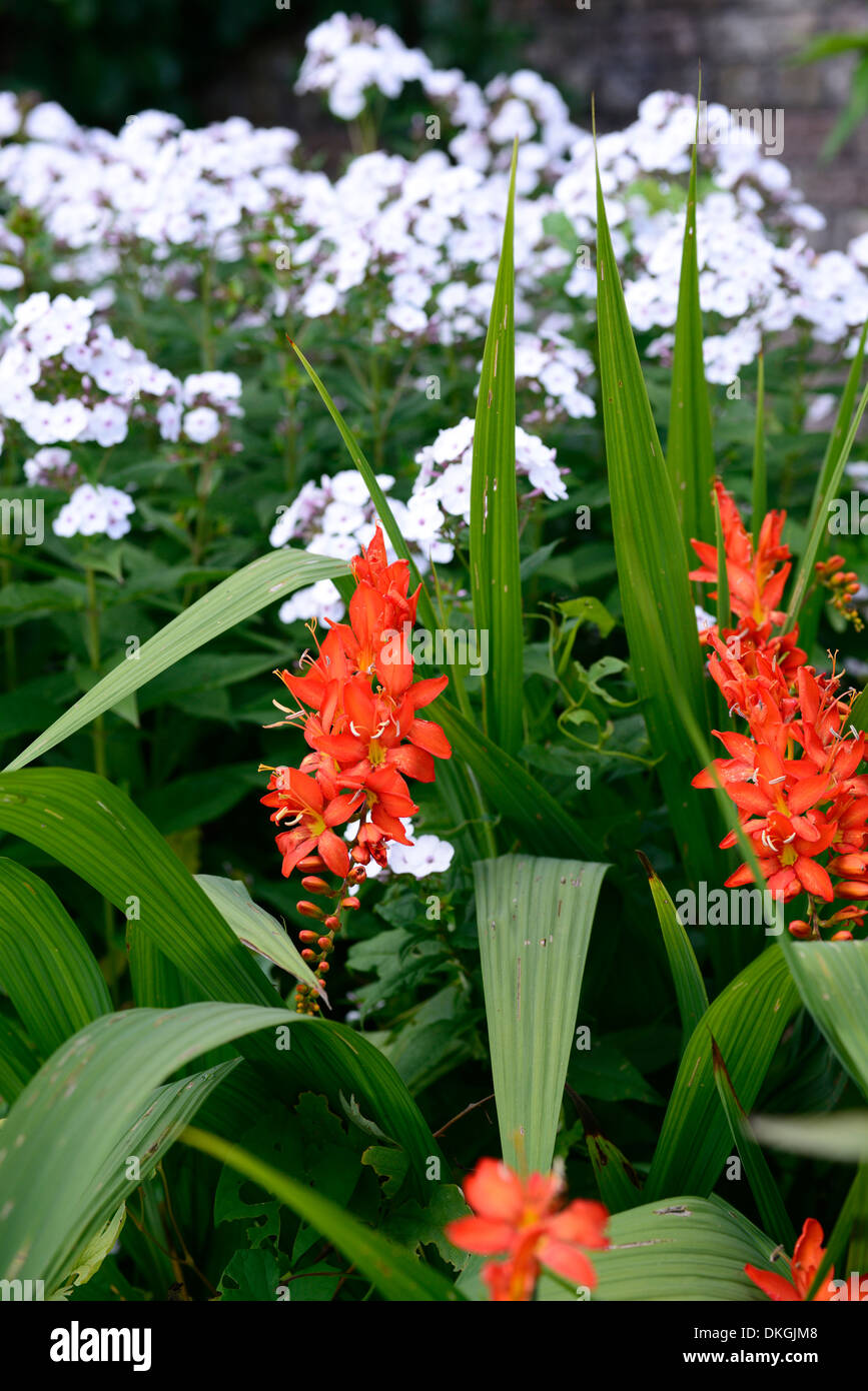 red crocosmia lucifer white phlox contrast contrasting mix mixed bed border plant planting scheme Stock Photo