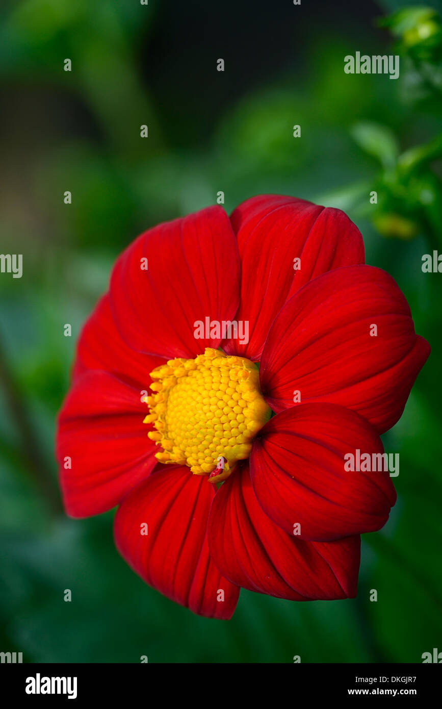 dahlia matt armour hoverfly feed feeding red flower yellow eye bloom blooming Stock Photo