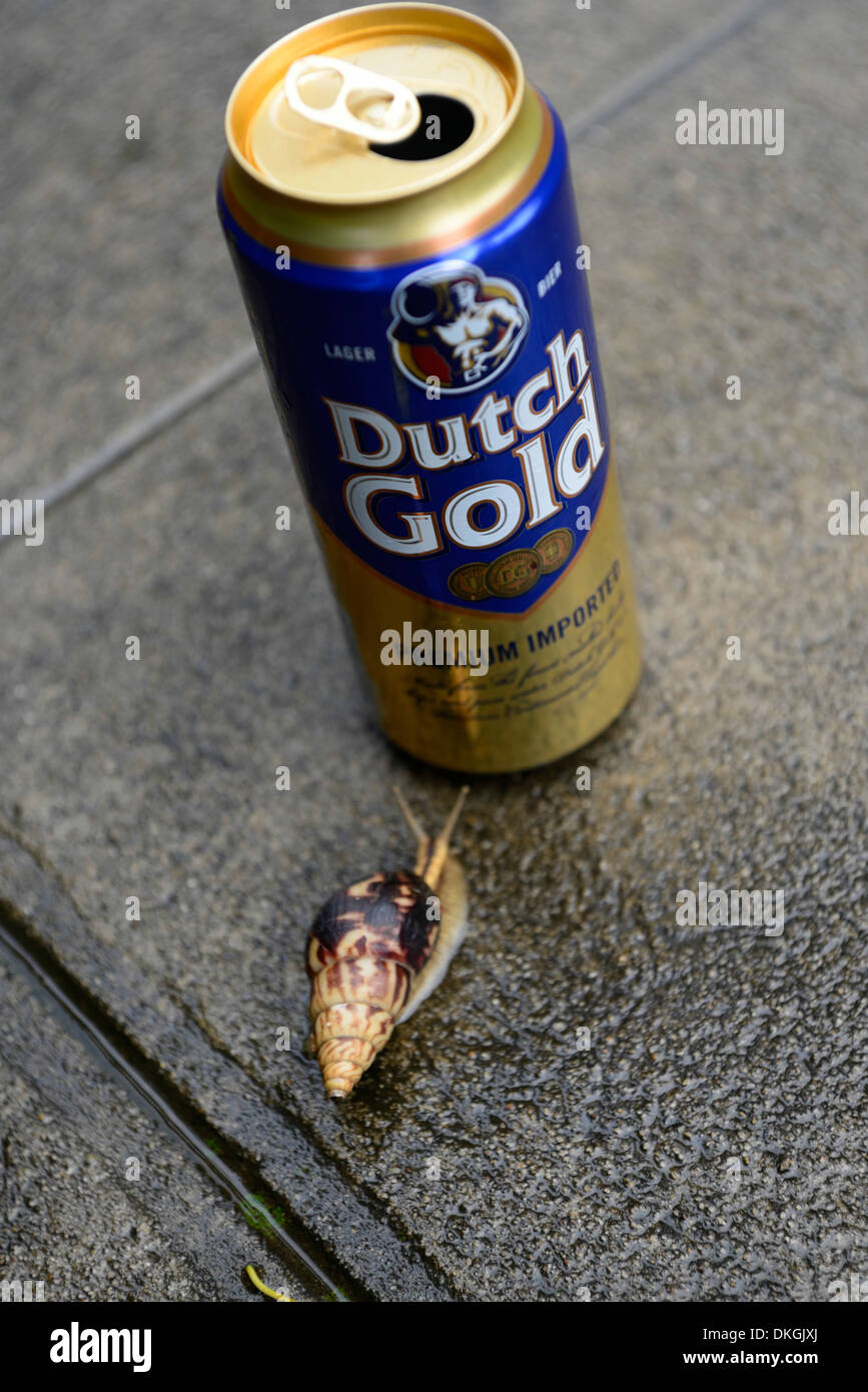 snail glide gliding towards alcohol can dutch gold cheap low cost beer Stock Photo