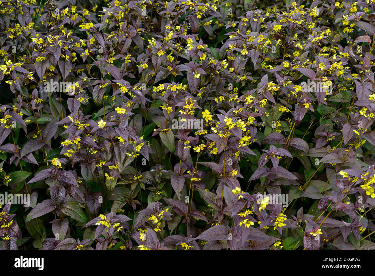 lysimachia ciliata firecracker evergreens perennials brown purple foliage leaves plant portraits yellow flowers Stock Photo