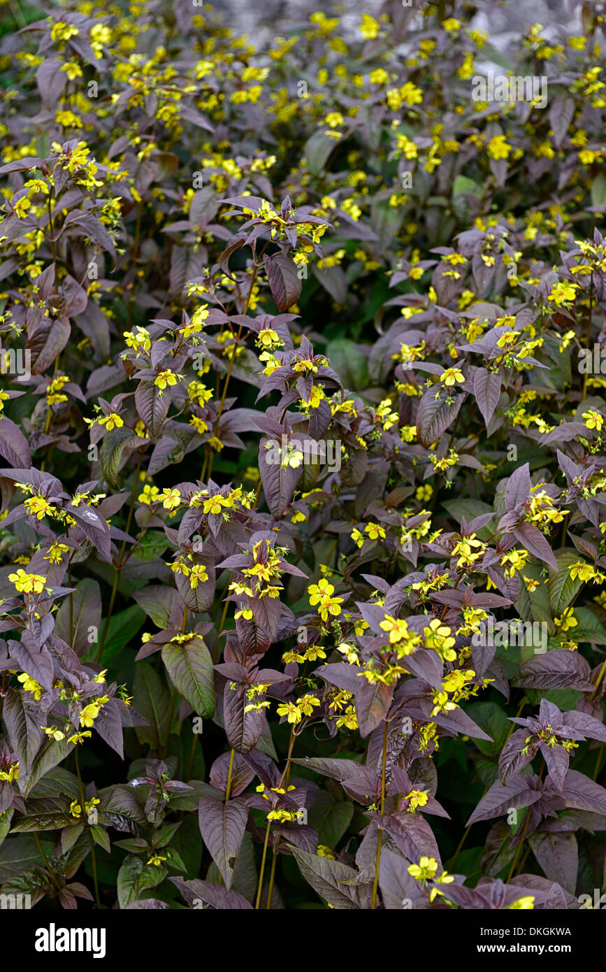 lysimachia ciliata firecracker evergreens perennials brown purple foliage leaves plant portraits yellow flowers Stock Photo