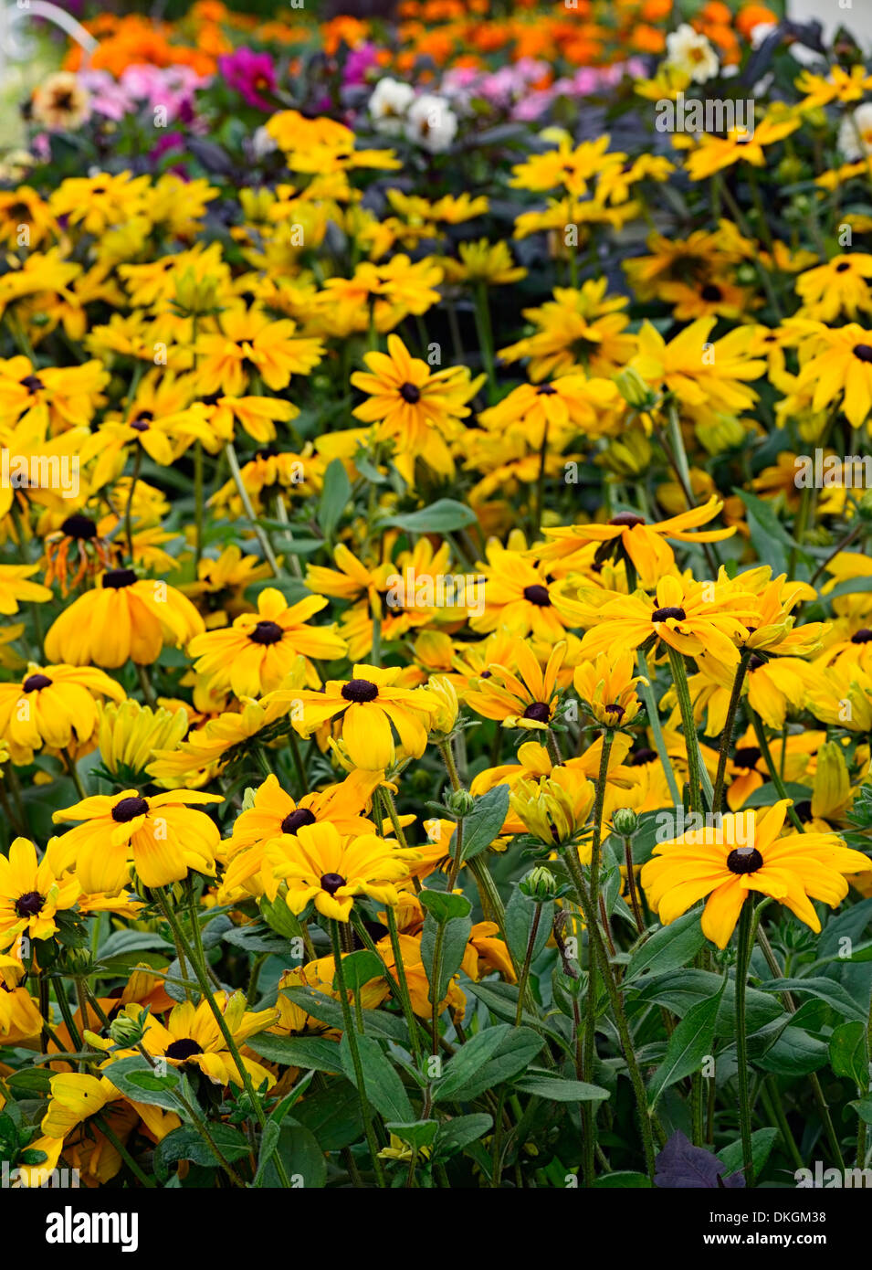 mixed bed annual display rudbeckia yellow flowers bedding plants Stock Photo Alamy
