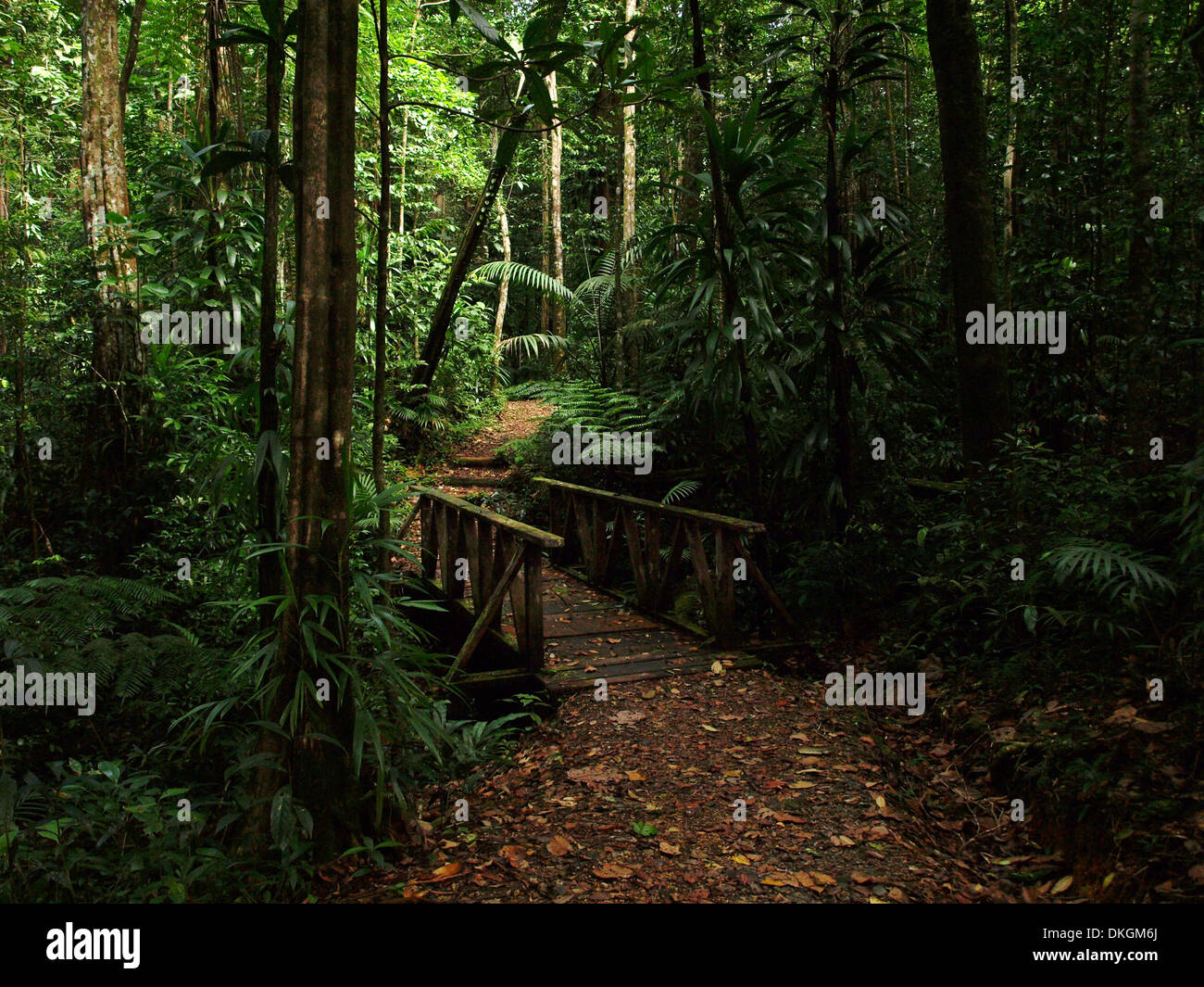 A wooden bridge surrounded by trees and greenery on the Syndicate trail ...