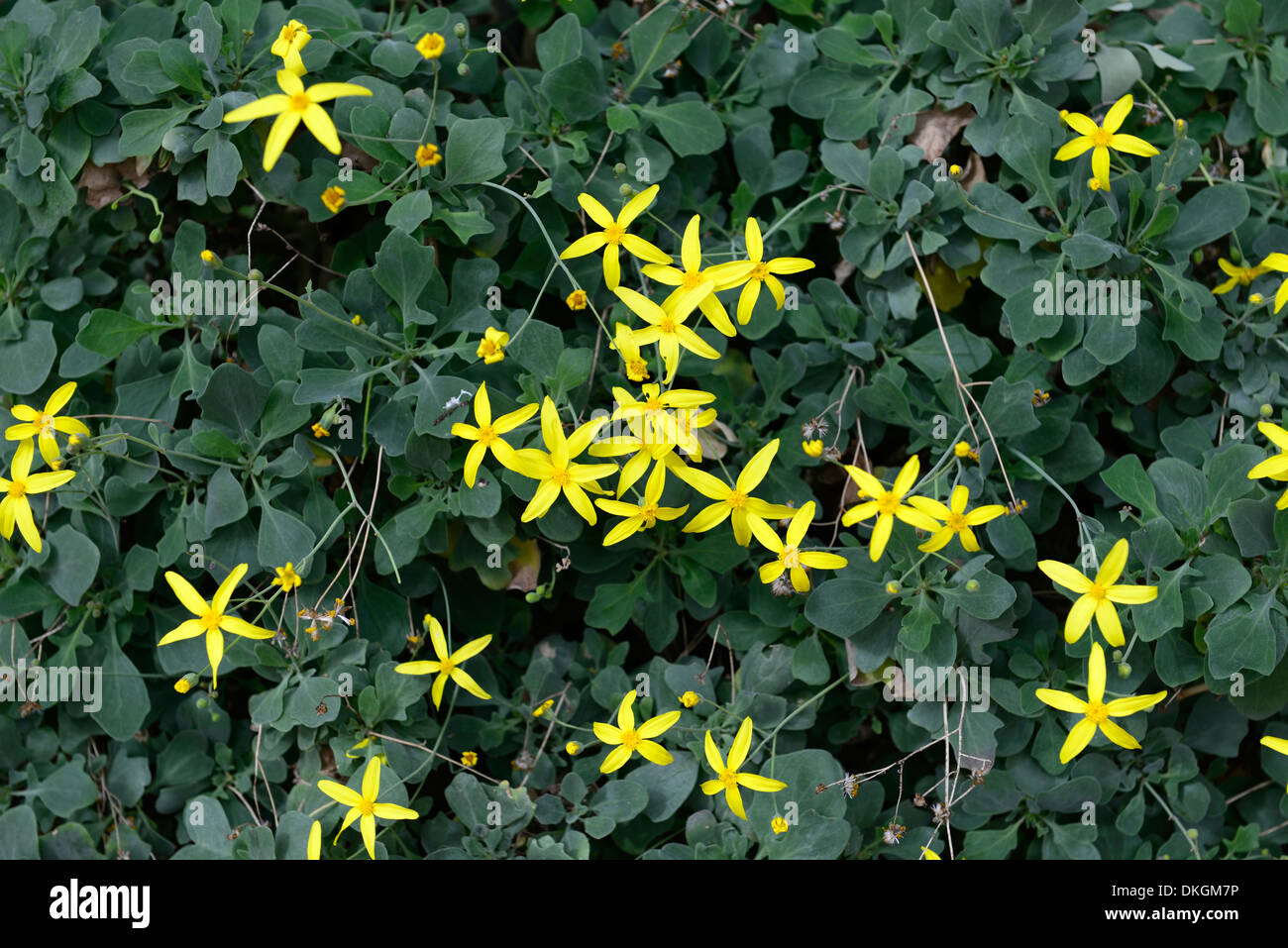 othonna lobata yellow flowers flowering bloom caudiciform shrublet shrub Stock Photo