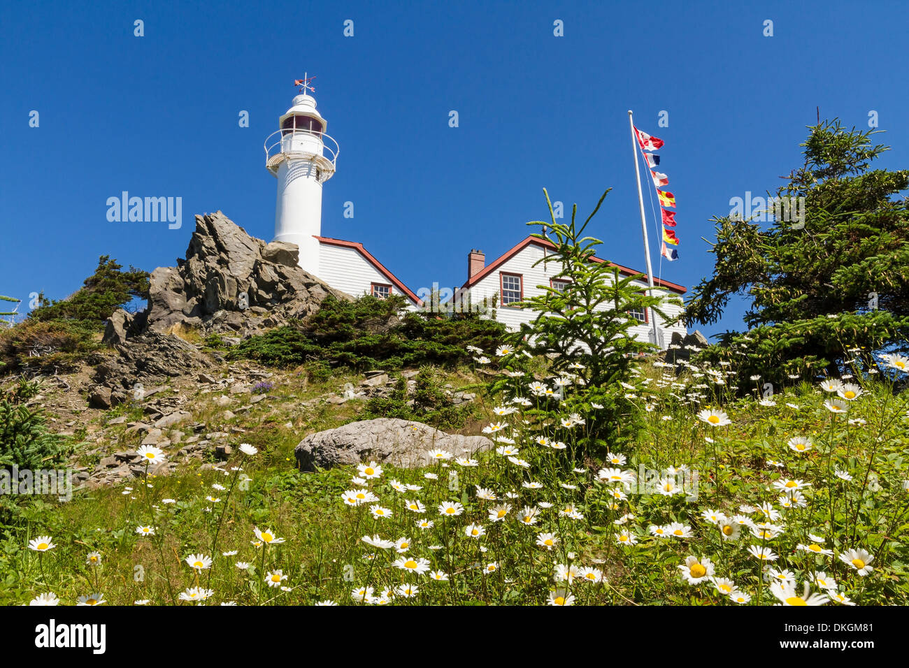 Lobster Cove Head Lighthouse on a daisy covered hillside in Gros Morne National Park, Newfoundland Stock Photo