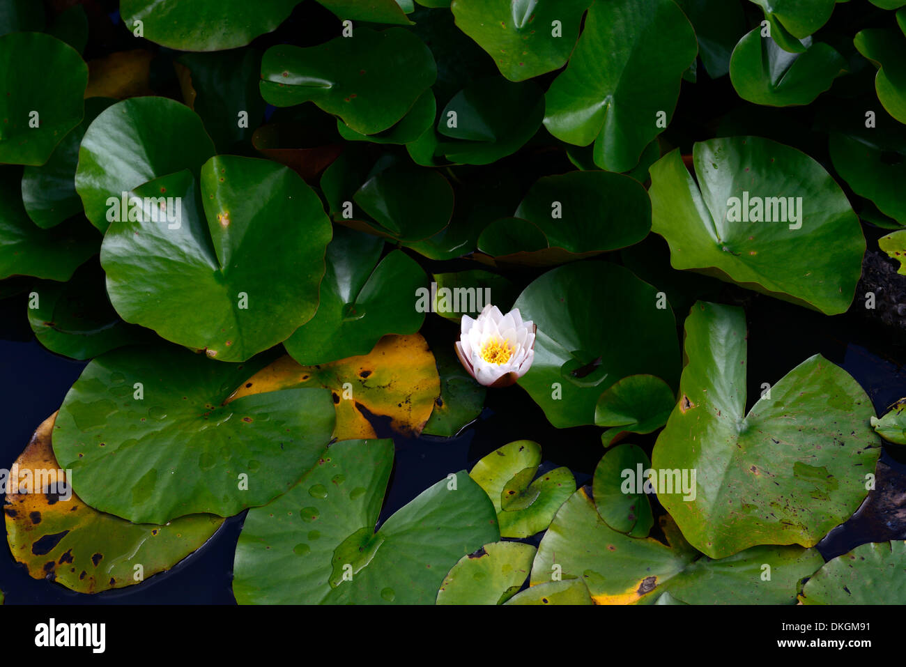 single white waterlily flower among green leaves pads pond pool Stock Photo