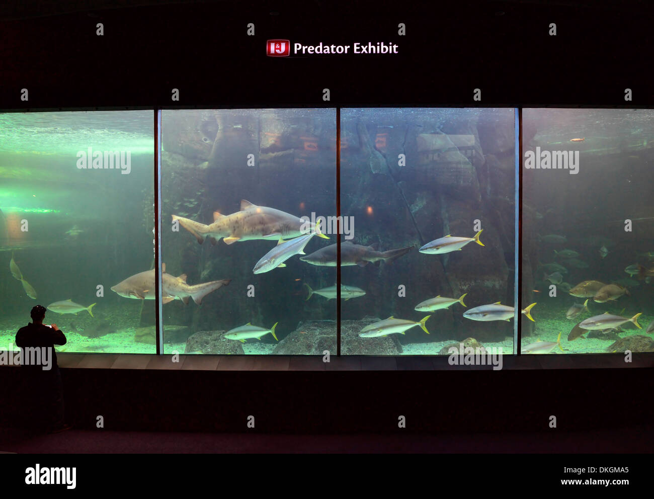 carnivorous fish for aquarium