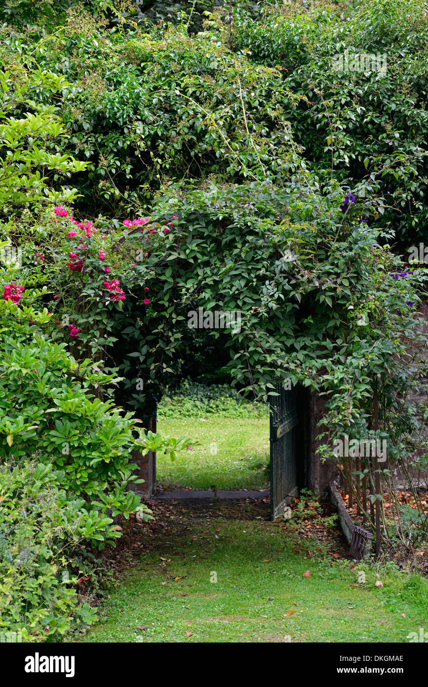 overgrown unkempt untidy rambling rose and clematis grow growing cover covering gate arch archway entrance garden gardening Stock Photo