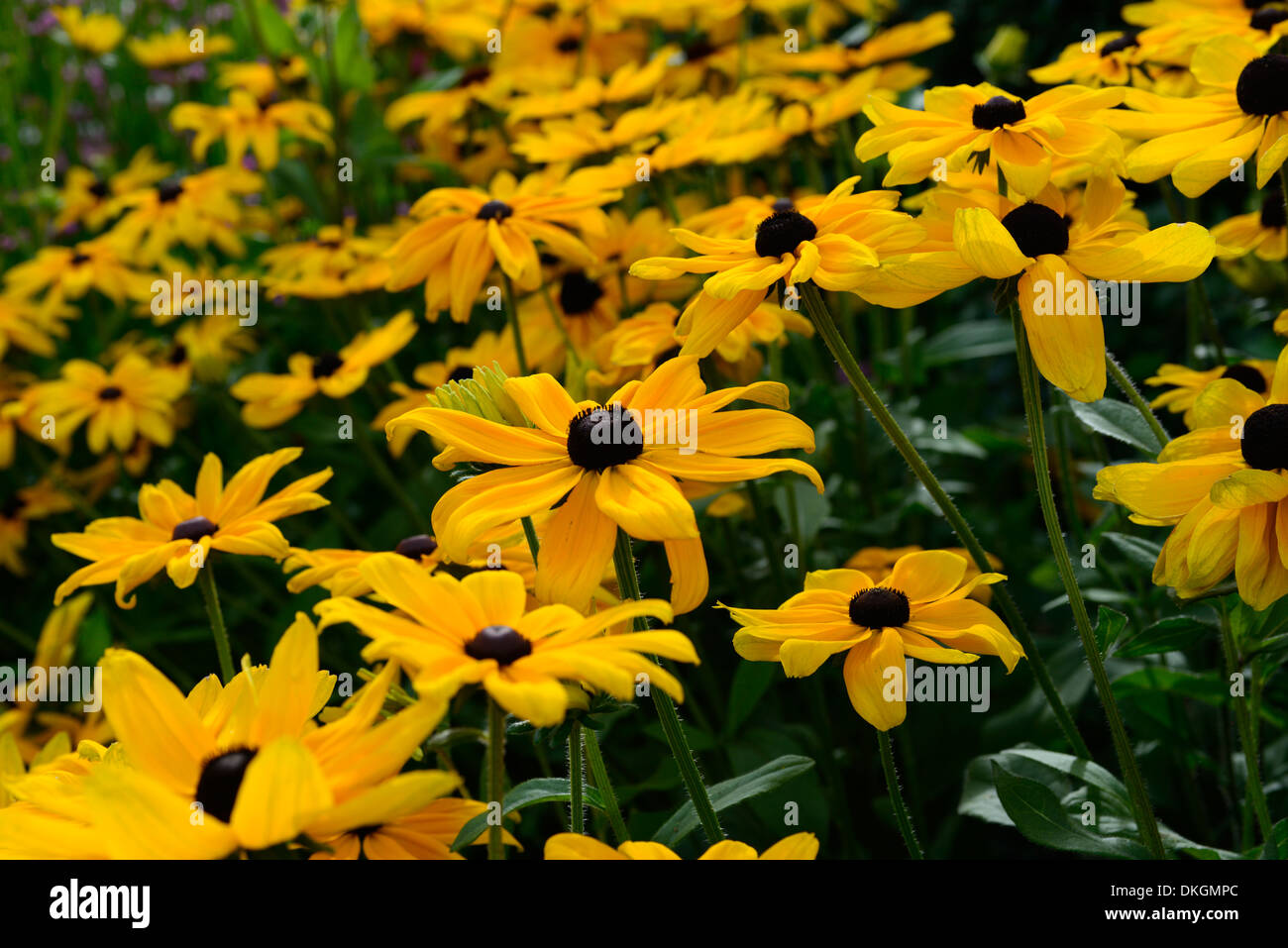 rudbeckia hirta indian summer yellow petals flowers flowering blooms
