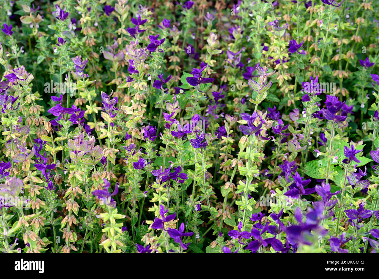 salvia viridis syn horminum annual clary plants portraits salvias colors colours purple petals flowers flowering blooms sages Stock Photo