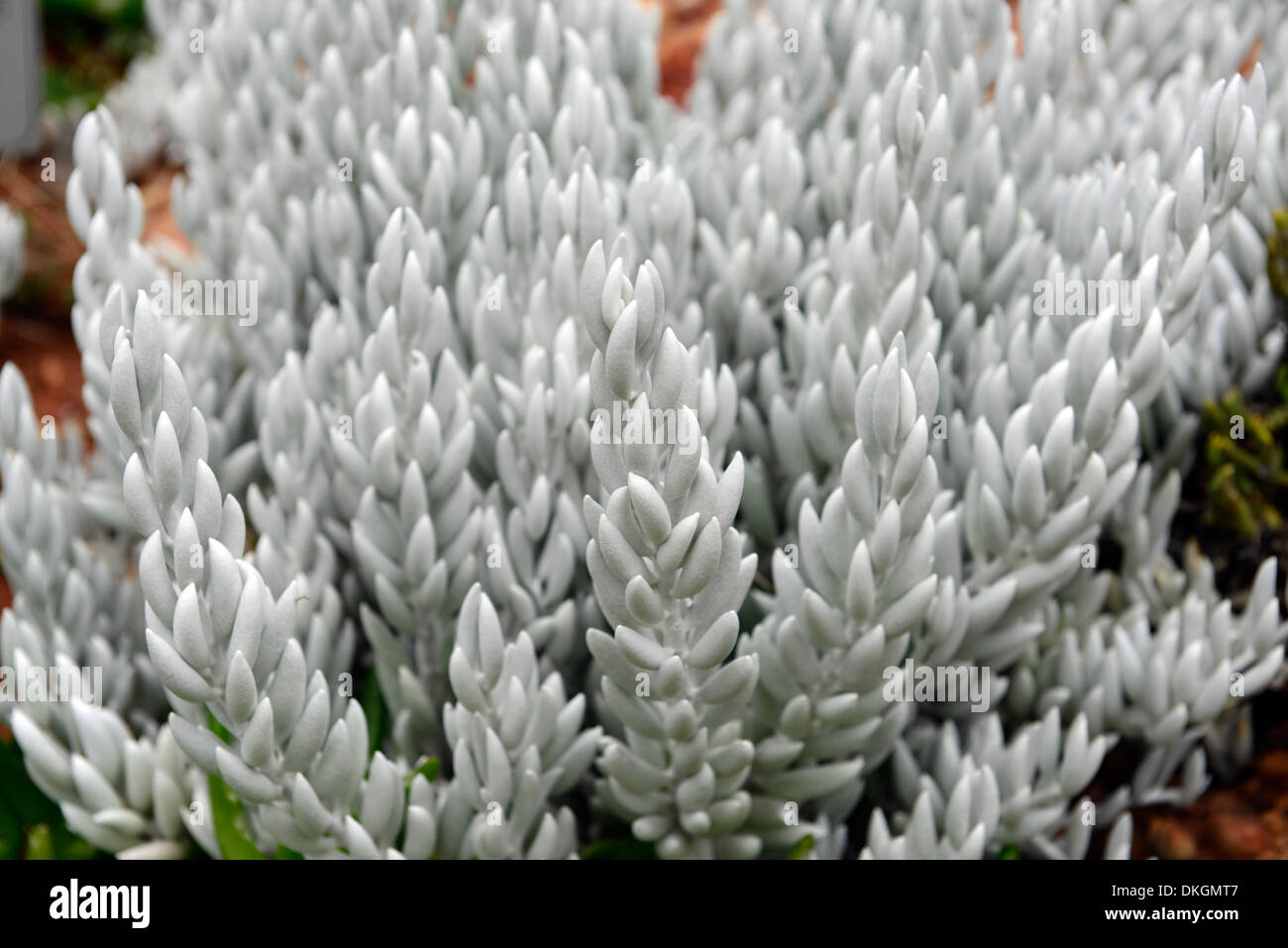 senecio haworthii woolly senecio perennial dwarf shrub felted leaves soft furry leaf foliage Stock Photo