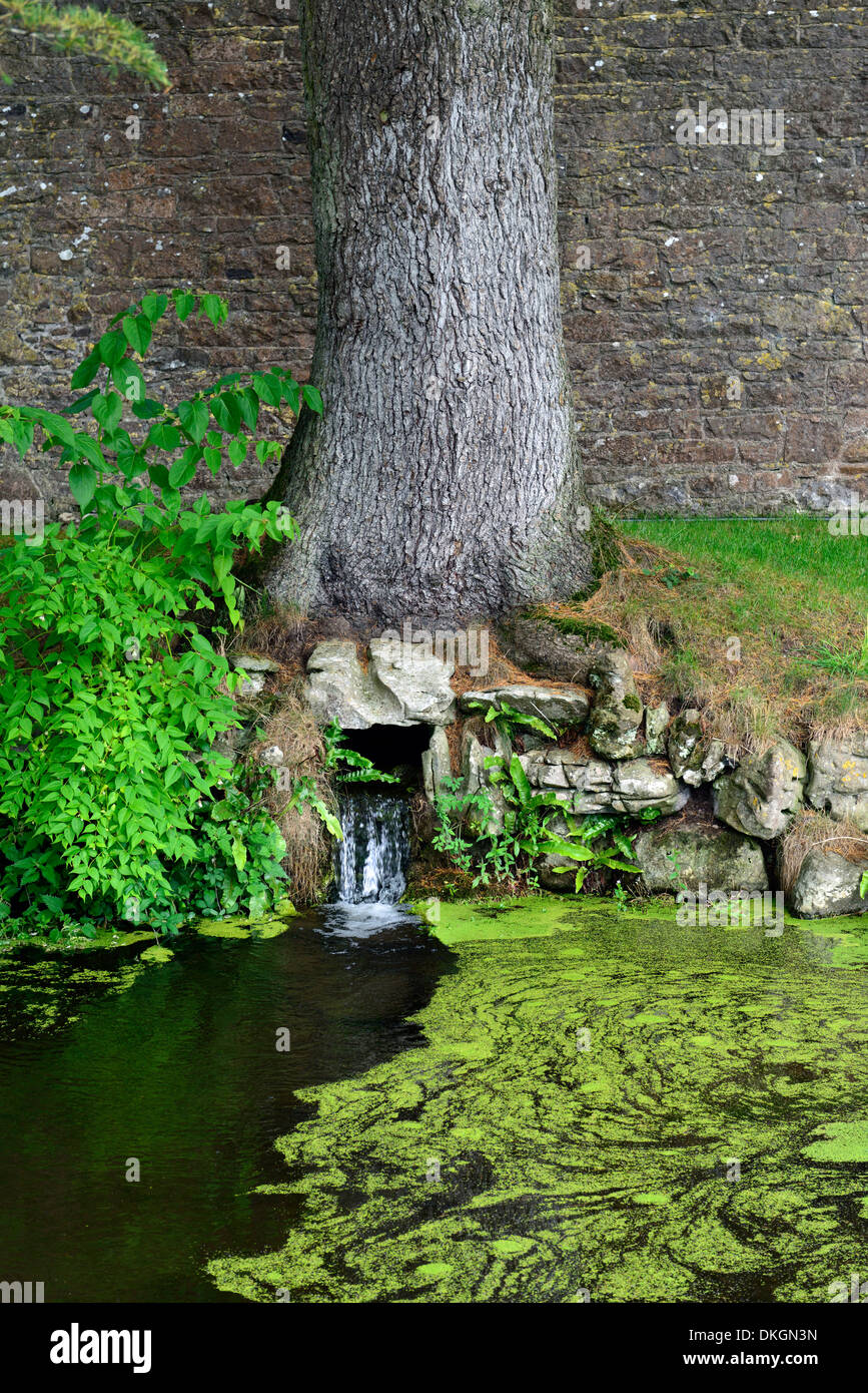 stream flowing flow through into under base of oak tree water feature pond  garden Stock Photo - Alamy
