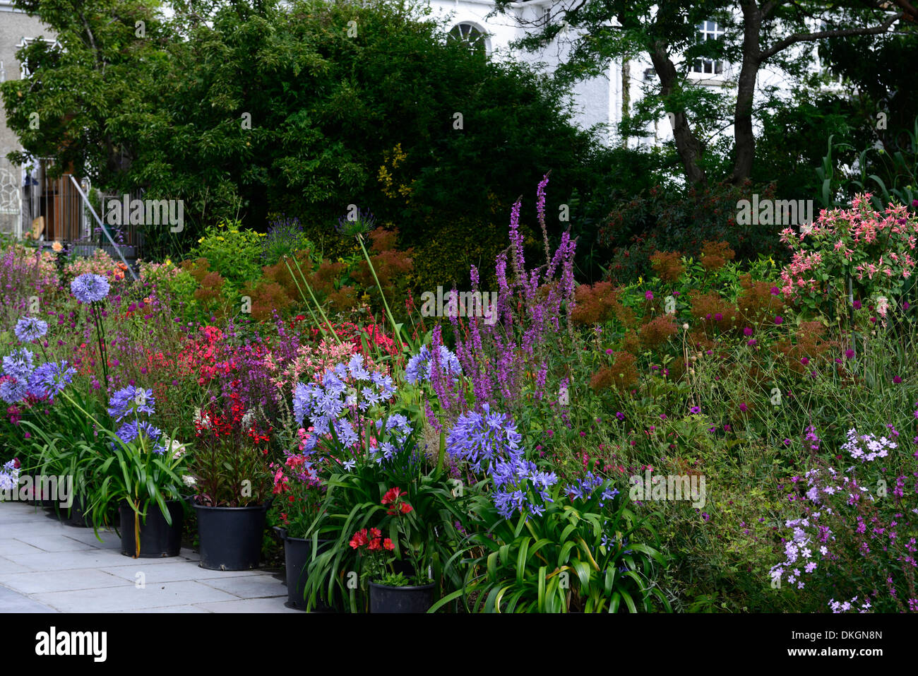 Dillon Garden Dublin Ireland perennial border contrasting flower Stock
