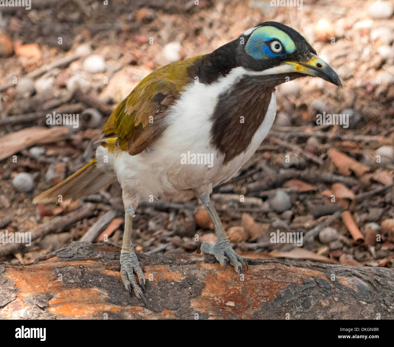 Juvenile blue-faced honeyeater,  Entomyzon cyanotis, an Australian native bird, in the wild with pollen on beak after feeding on flowers Stock Photo