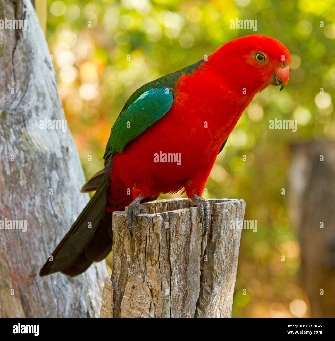 Spectacular photo of brilliant red male king parrot, Alisterus