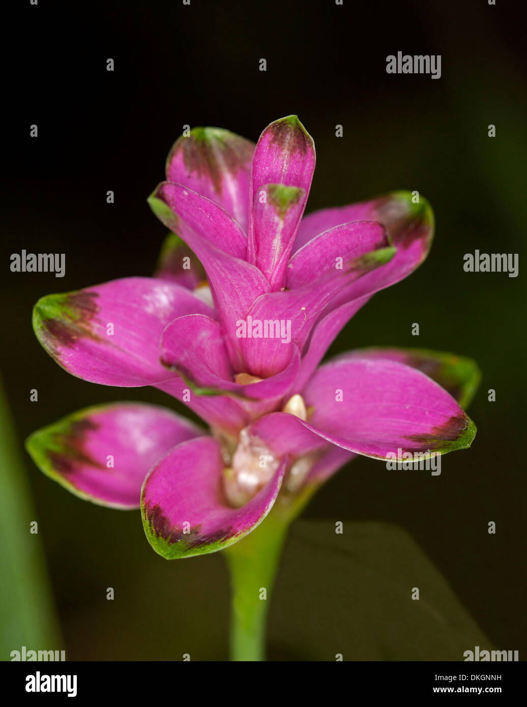Curcuma sparganifolia hi-res stock photography and images - Alamy